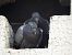 Pigeon biset domestique  - Xavier Terrassier
