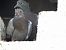 Pigeon biset domestique  - Xavier Terrassier