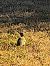 Pic vert (Picus viridis) © Aurore Delavaux