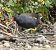 Gallinule poule-d'eau (Gallinula chloropus) © Magali Hivert