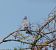 Pigeon colombin (Columba oenas) © Magali Hivert