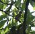 Pinson des arbres (Fringilla coelebs) © Magali Hivert