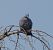 Pigeon colombin (Columba oenas) © Magali Hivert