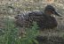 Canard colvert (Anas platyrhynchos) © Magali Hivert