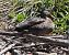 Canard colvert (Anas platyrhynchos) © Magali Hivert