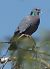 Pigeon colombin (Columba oenas) © Magali Hivert
