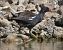 Gallinule poule-d'eau  - Magali Hivert