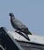 Pigeon colombin (Columba oenas) © Magali Hivert
