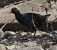 Gallinule poule-d'eau (Gallinula chloropus) © Magali Hivert