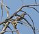 Pinson des arbres (Fringilla coelebs) © Magali Hivert