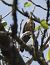 Oiseau indéterminé (Aves sp.) © Magali Hivert