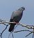 Pigeon colombin (Columba oenas) © Magali Hivert