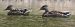 Canard colvert (Anas platyrhynchos) © Magali Hivert