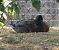 Canard colvert (Anas platyrhynchos) © Magali Hivert