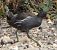 Gallinule poule-d'eau  - Magali Hivert