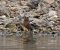 Pinson des arbres (Fringilla coelebs) © Magali Hivert