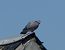 Pigeon colombin (Columba oenas) © Magali Hivert