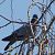 Pigeon colombin (Columba oenas) © Magali Hivert