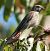 Linotte mélodieuse  - Magali Hivert