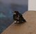 Hirondelle rustique (Hirundo rustica) © Isabel Martinez-Arrabal