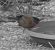Oiseau indéterminé 