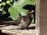 Merle noir (Turdus merula) © Remy Simon