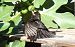 Merle noir (Turdus merula) © Remy Simon