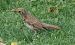 Grive musicienne (Turdus philomelos) © Remy Simon