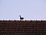 Canard colvert  - Galland Odile