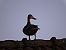 Canard colvert (Anas platyrhynchos) © Galland Odile