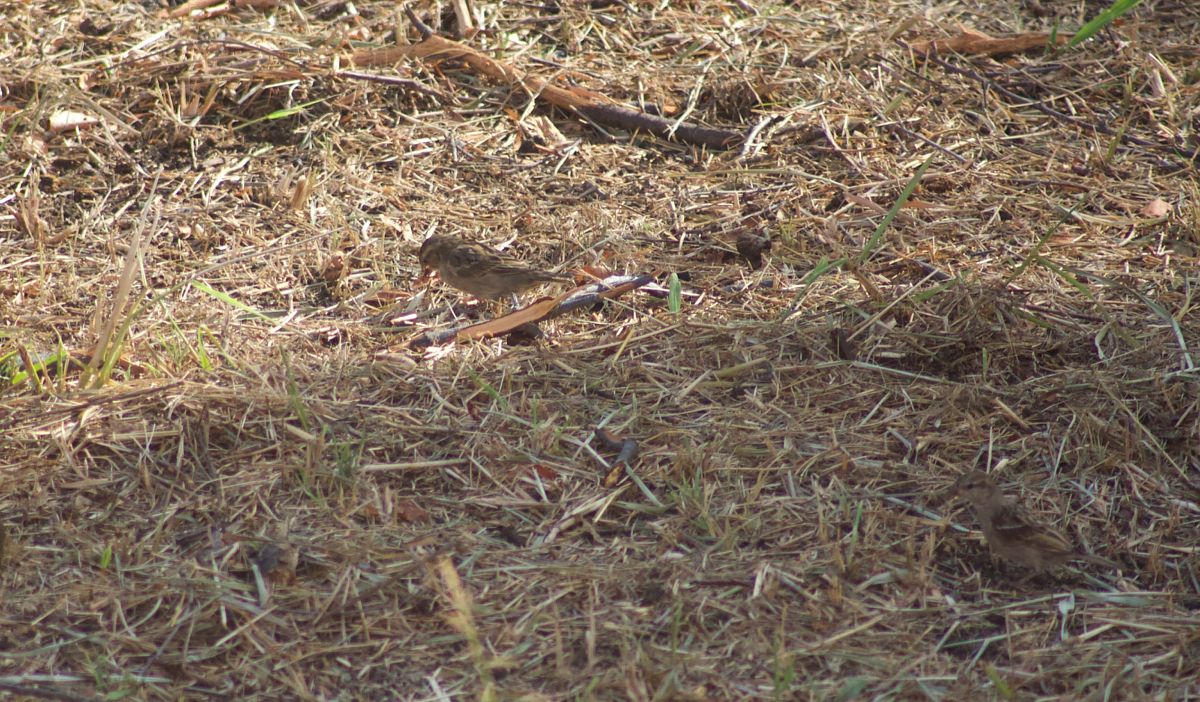 Moineau cisalpin 