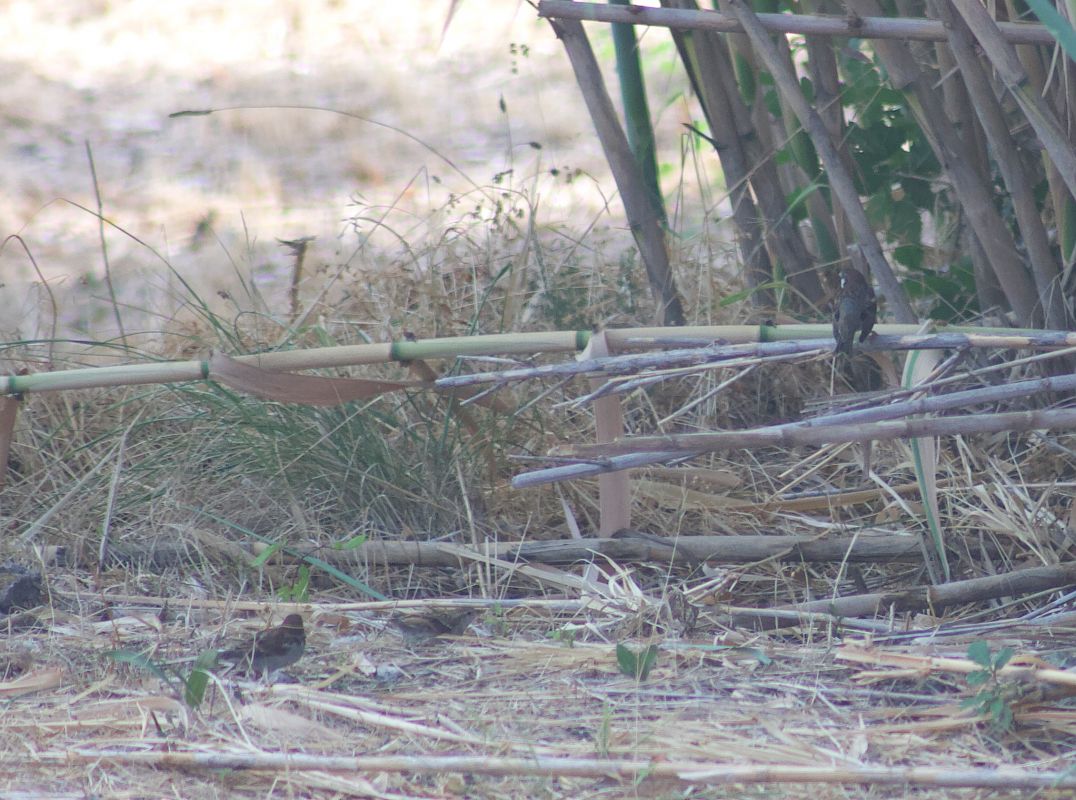 Moineau cisalpin 