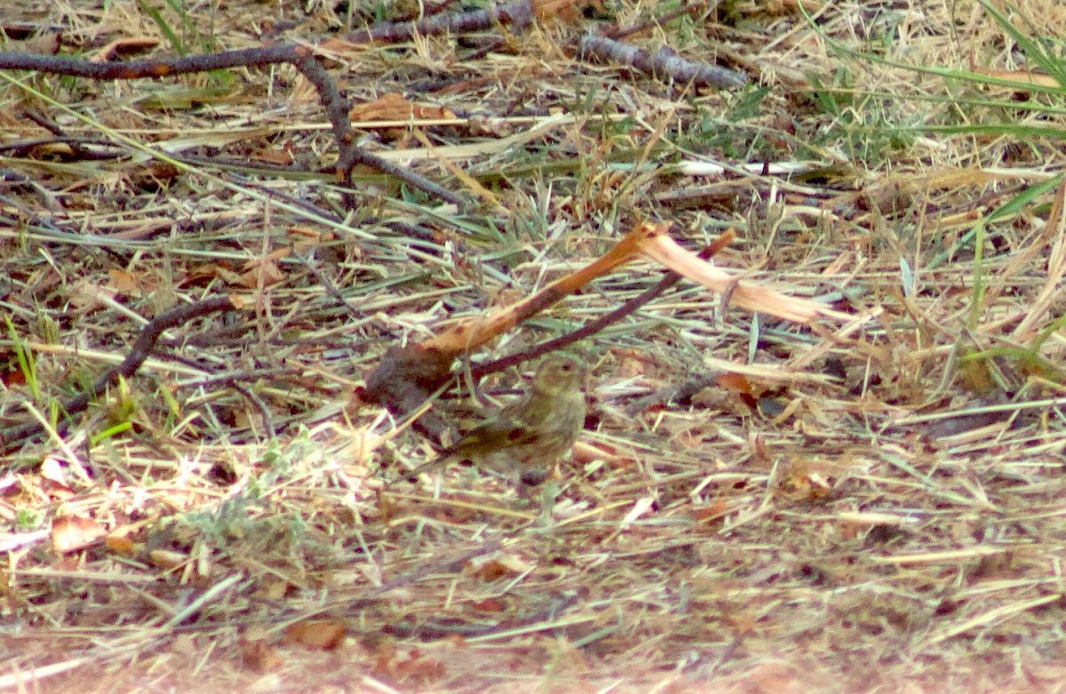 Serin cini 