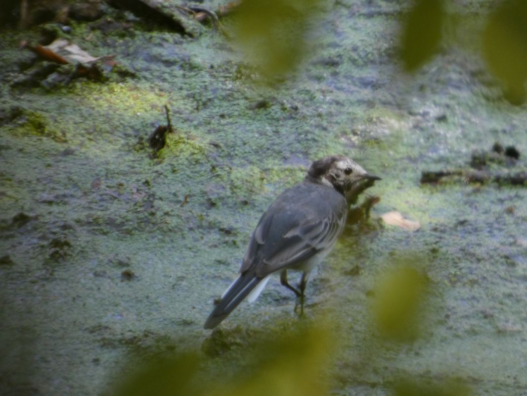 Bergeronnette grise  - Taquet Pierrette