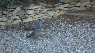 Pigeon ramier  - Catherine Thebault-Daehn