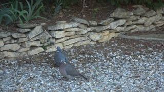 Pigeon ramier  - Catherine Thebault-Daehn