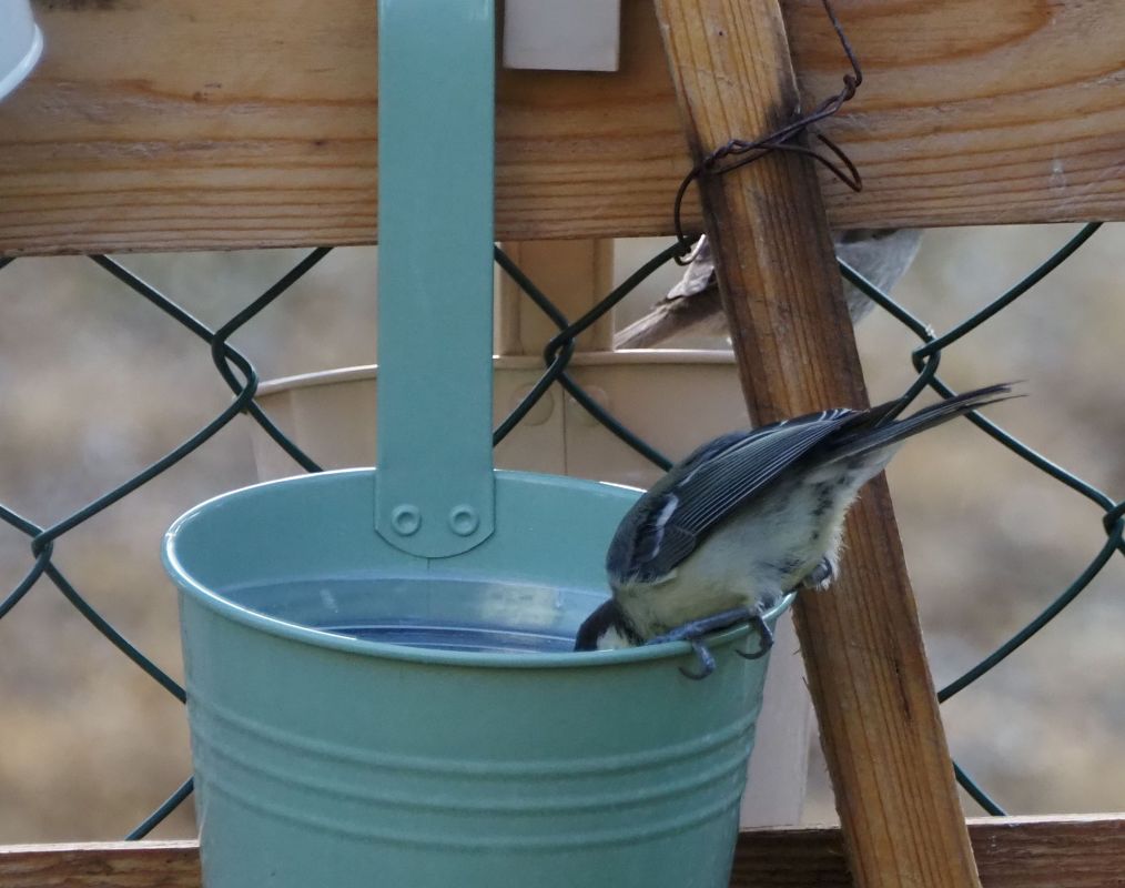 Mésange charbonnière 