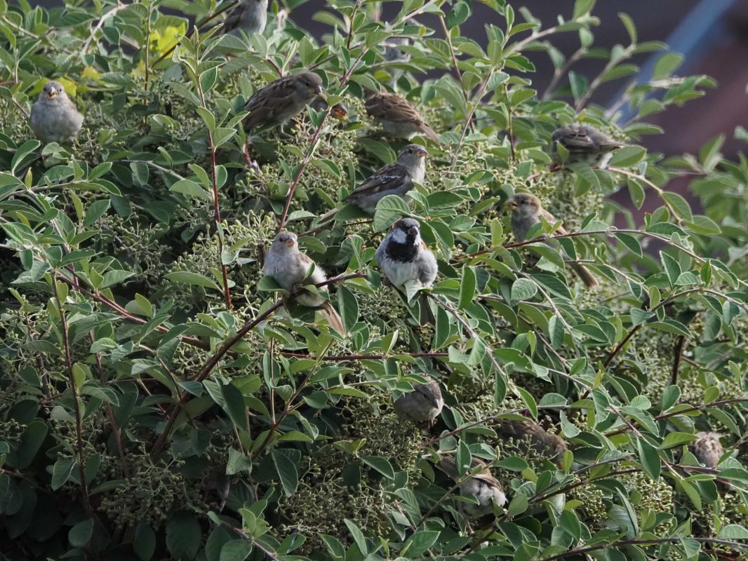 Moineau domestique 