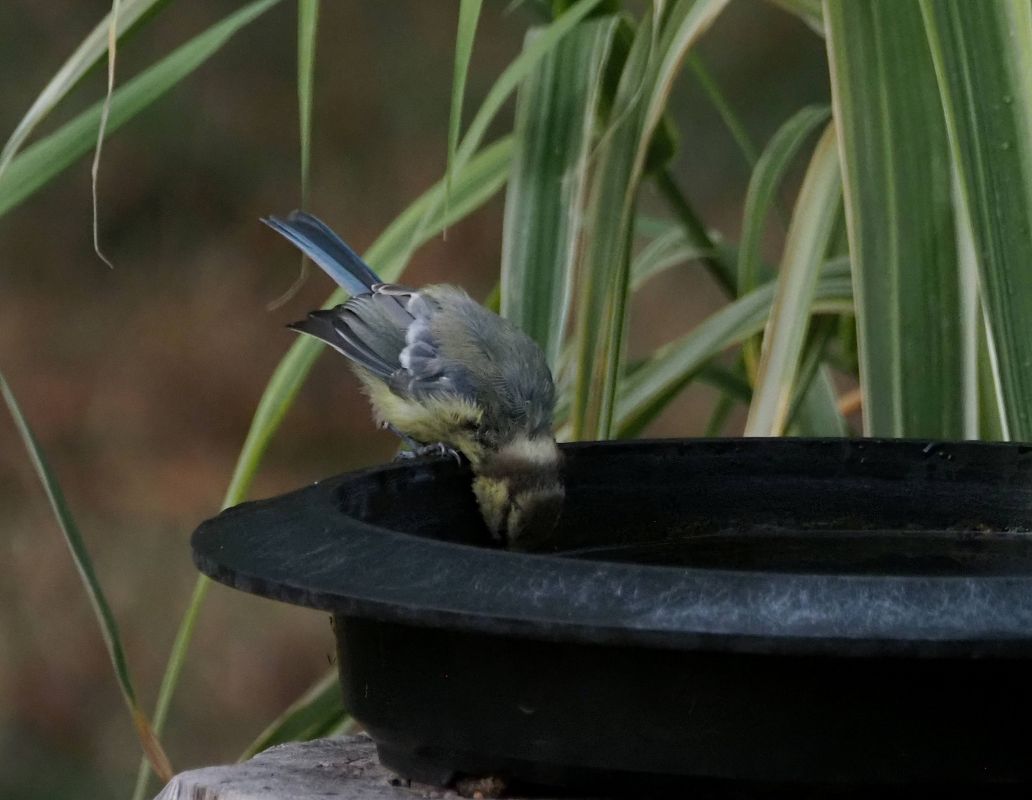 Mésange bleue 