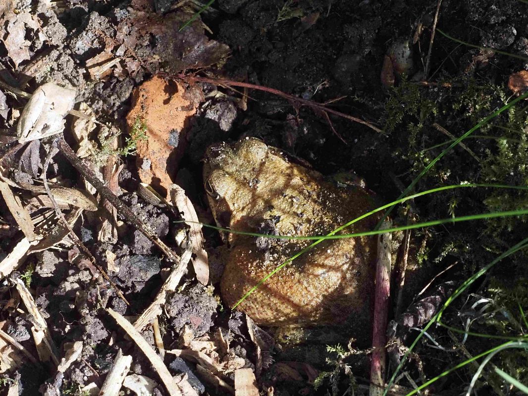 Grenouille rousse 