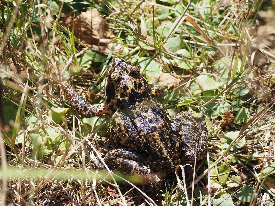 Grenouille rousse 