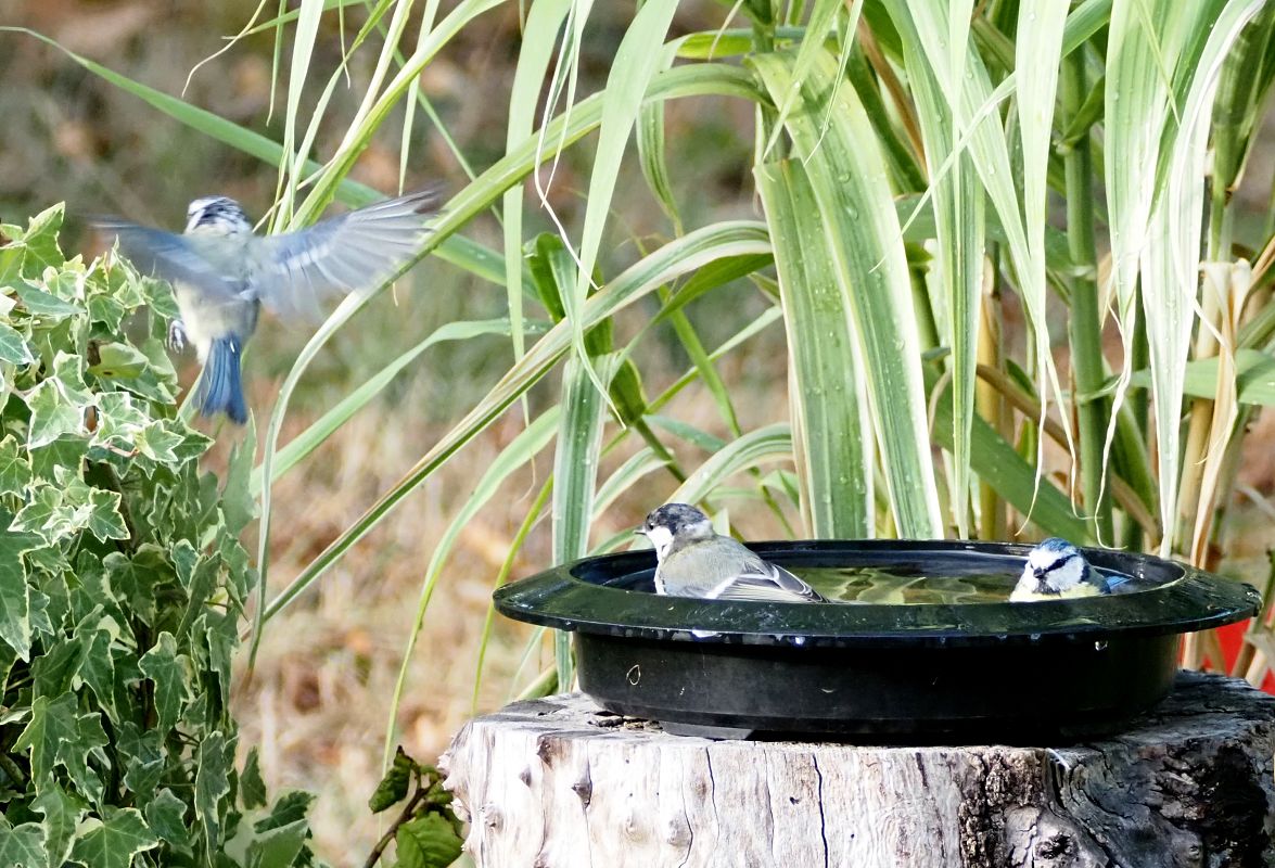 Mésange bleue 