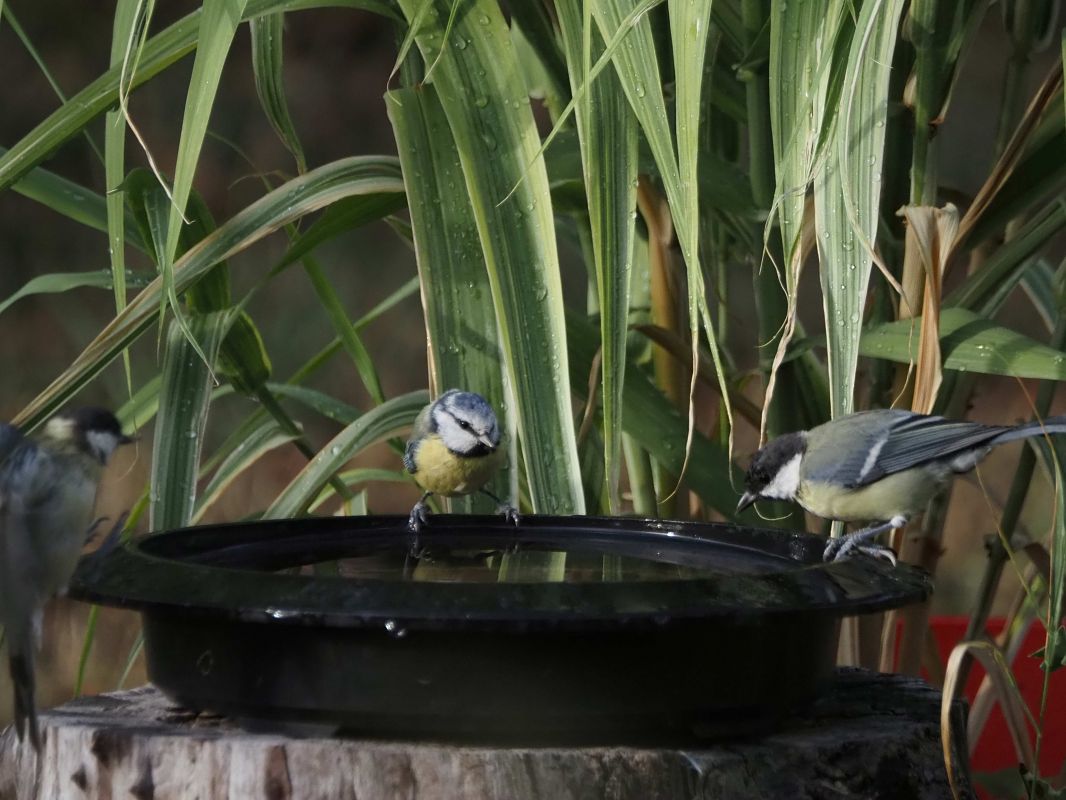 Mésange charbonnière 