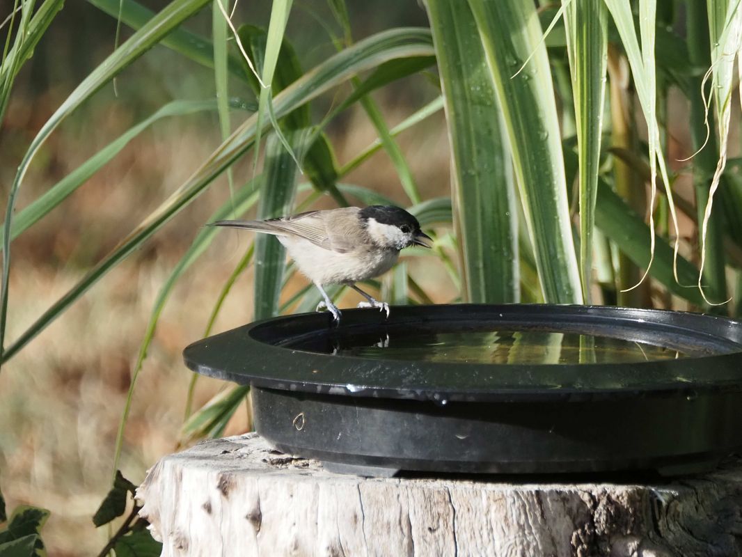 Mésange nonnette 