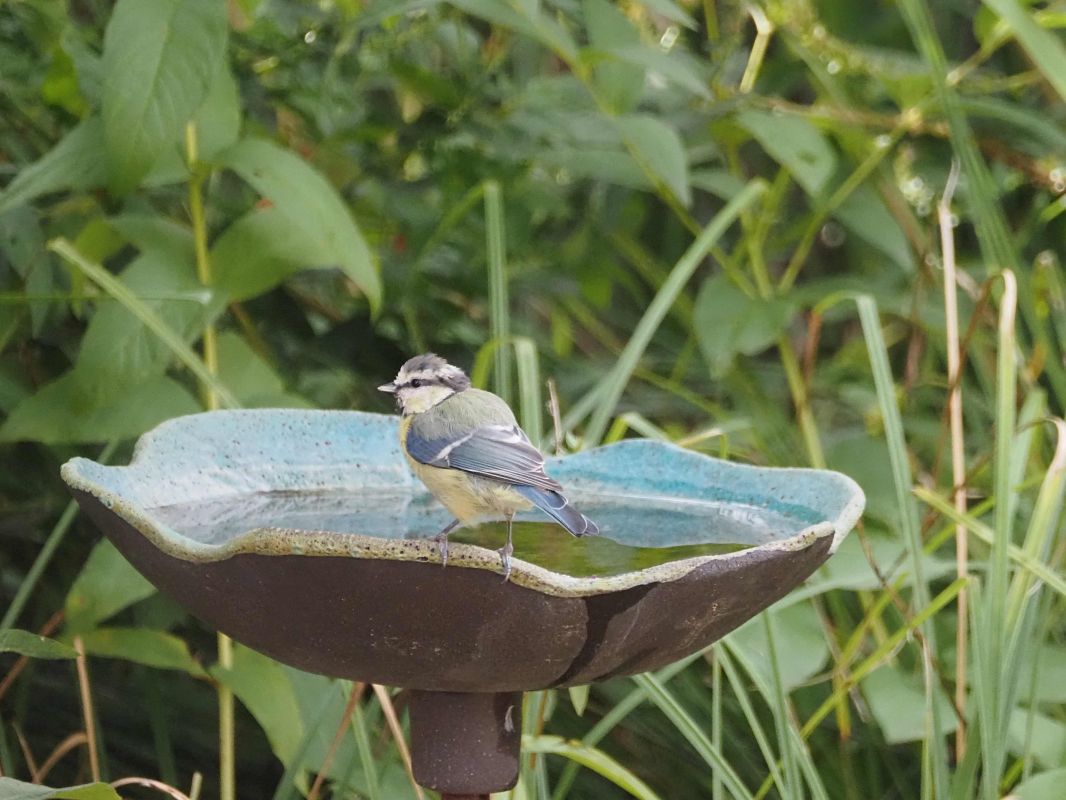 Mésange bleue 