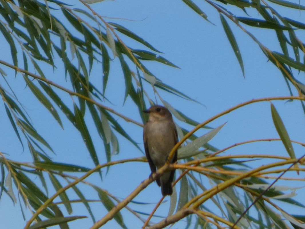 Oiseau indéterminé 
