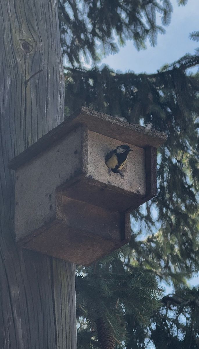 Mésange charbonnière 