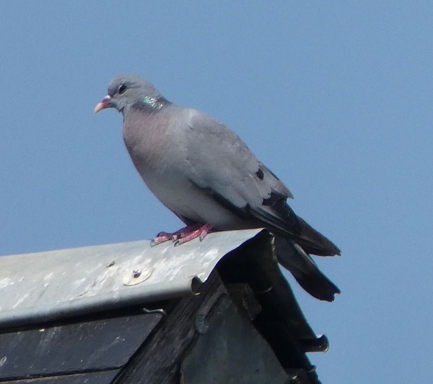 Pigeon colombin  - Magali Hivert