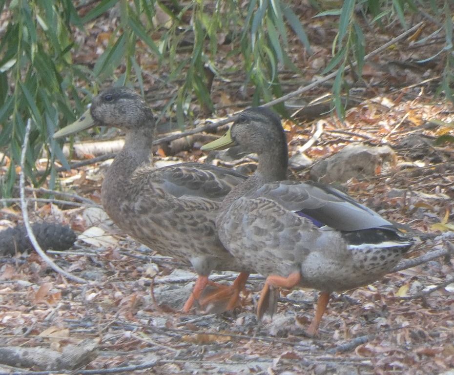 Canard colvert  - Magali Hivert