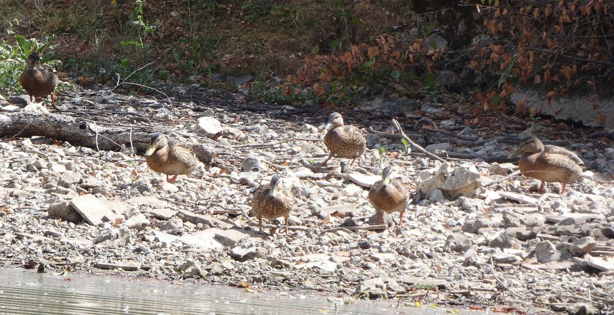Canard colvert  - Magali Hivert